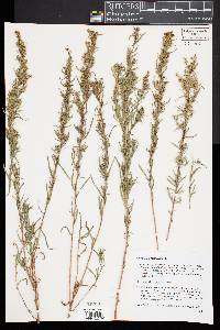 Artemisia dracunculus image