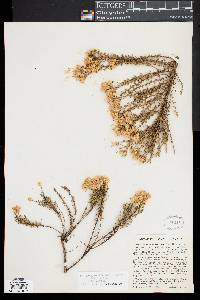 Ericameria ericoides image