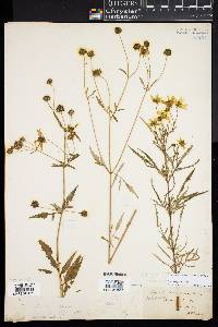 Bidens trichosperma image