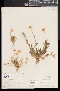 Erigeron flagellaris image