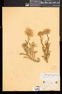 Erigeron glaucus image