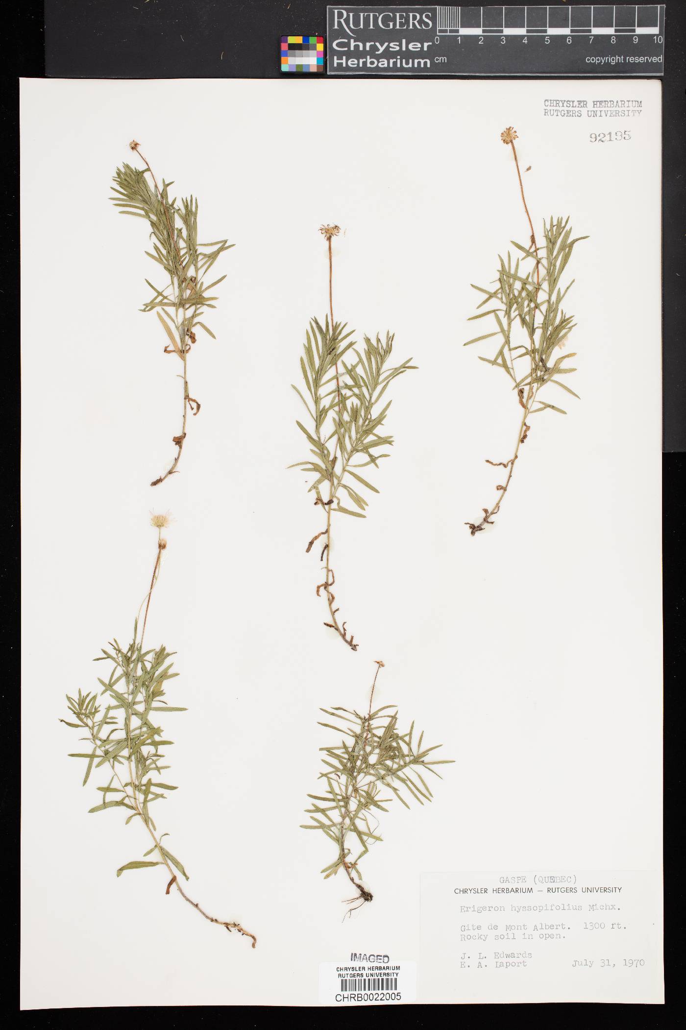 Erigeron hyssopifolius image