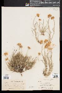 Erigeron ochroleucus image