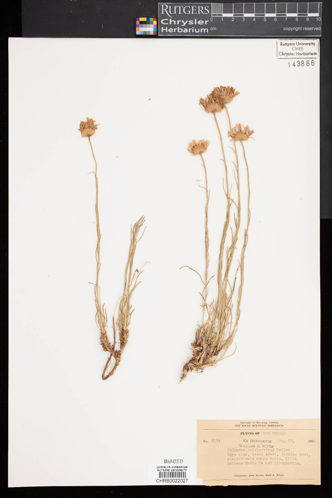 Erigeron pulcherrimus image