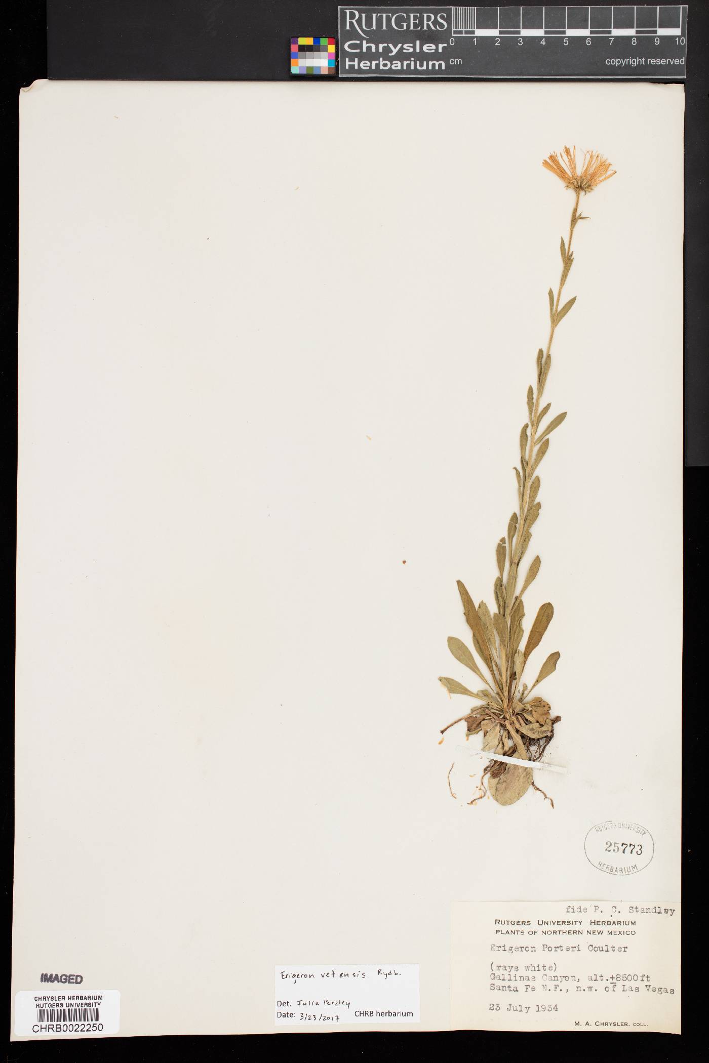 Erigeron vetensis image