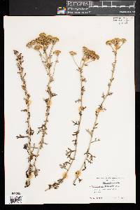 Eriophyllum confertiflorum image