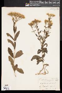 Eupatorium album image