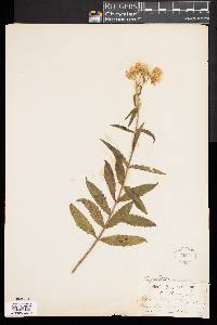 Eupatorium album image