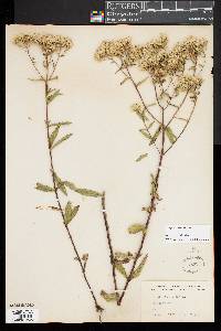 Eupatorium album image