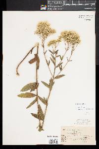 Eupatorium album image