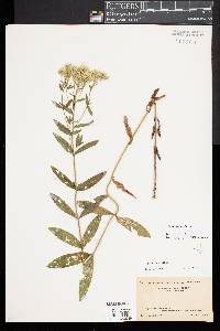 Eupatorium album image