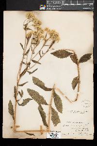 Eupatorium album image