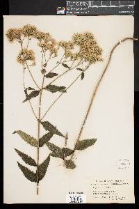 Eupatorium album image