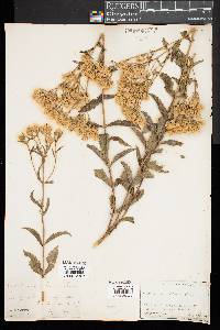 Eupatorium album image