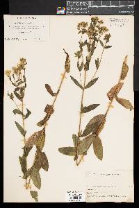 Eupatorium album image