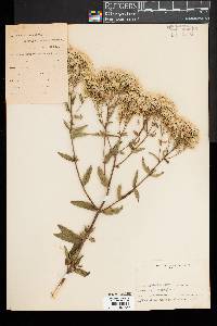 Eupatorium album image