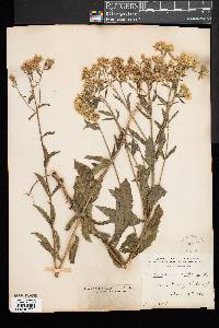 Eupatorium album image