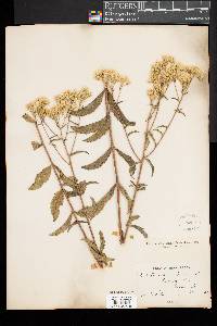 Eupatorium album image