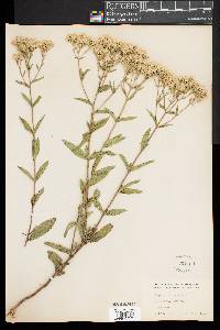 Eupatorium album image