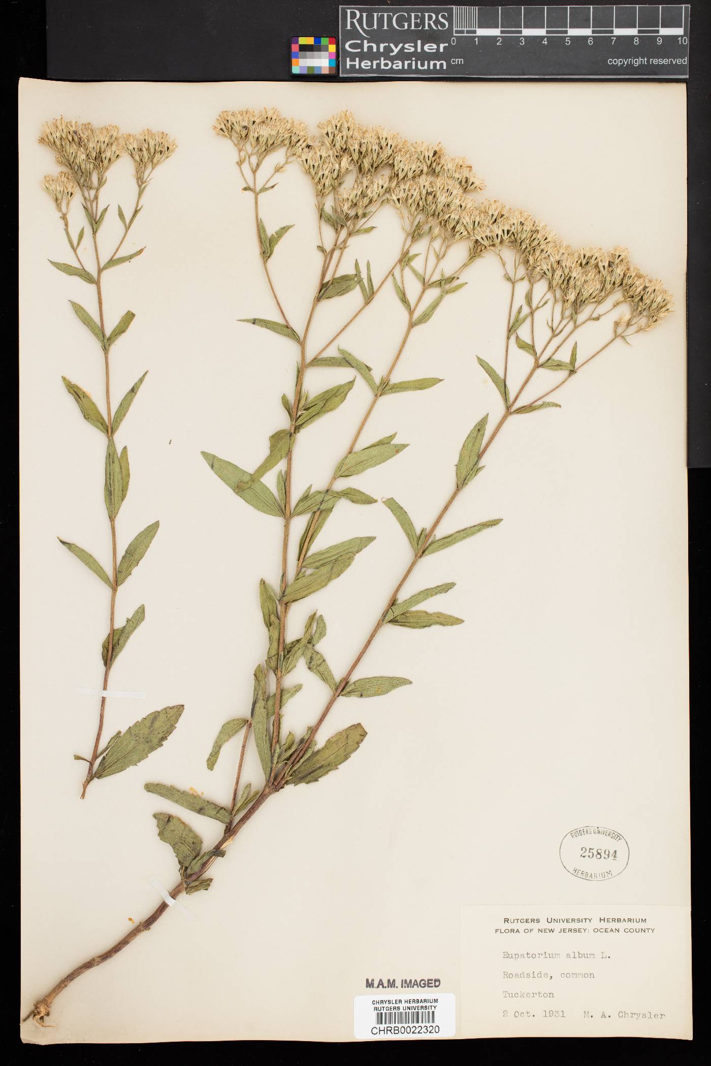 Eupatorium album image