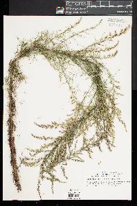 Eupatorium capillifolium image