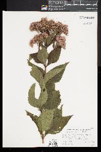 Eupatorium dubium image