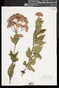 Eupatorium dubium image