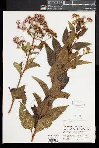 Eupatorium dubium image