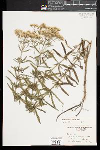 Eupatorium hyssopifolium image