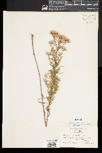 Eupatorium hyssopifolium image