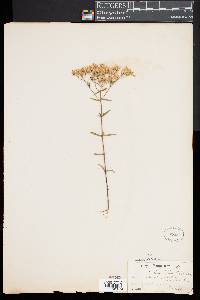 Eupatorium leucolepis image