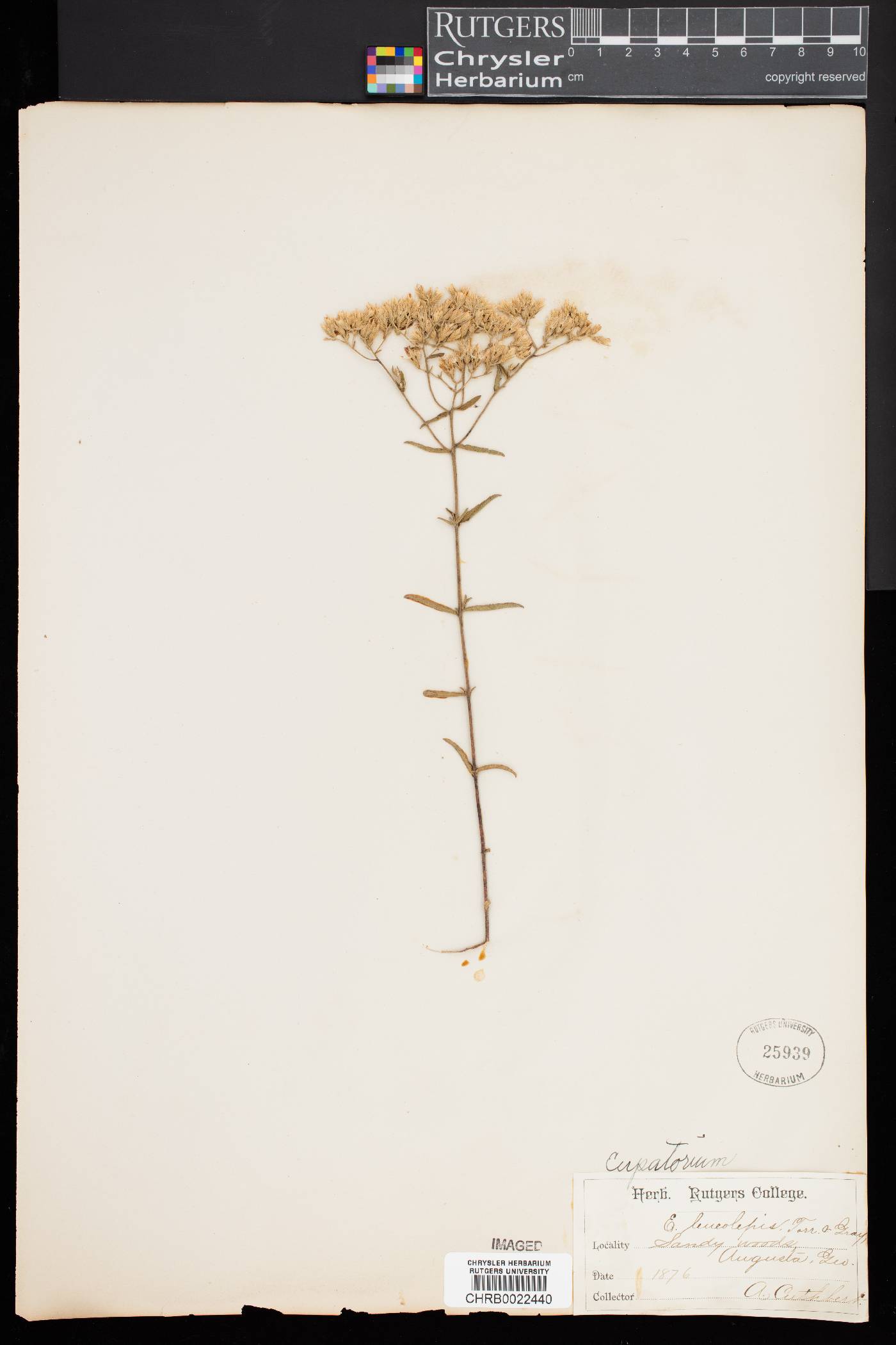 Eupatorium leucolepis image