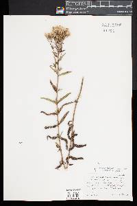 Eupatorium leucolepis image