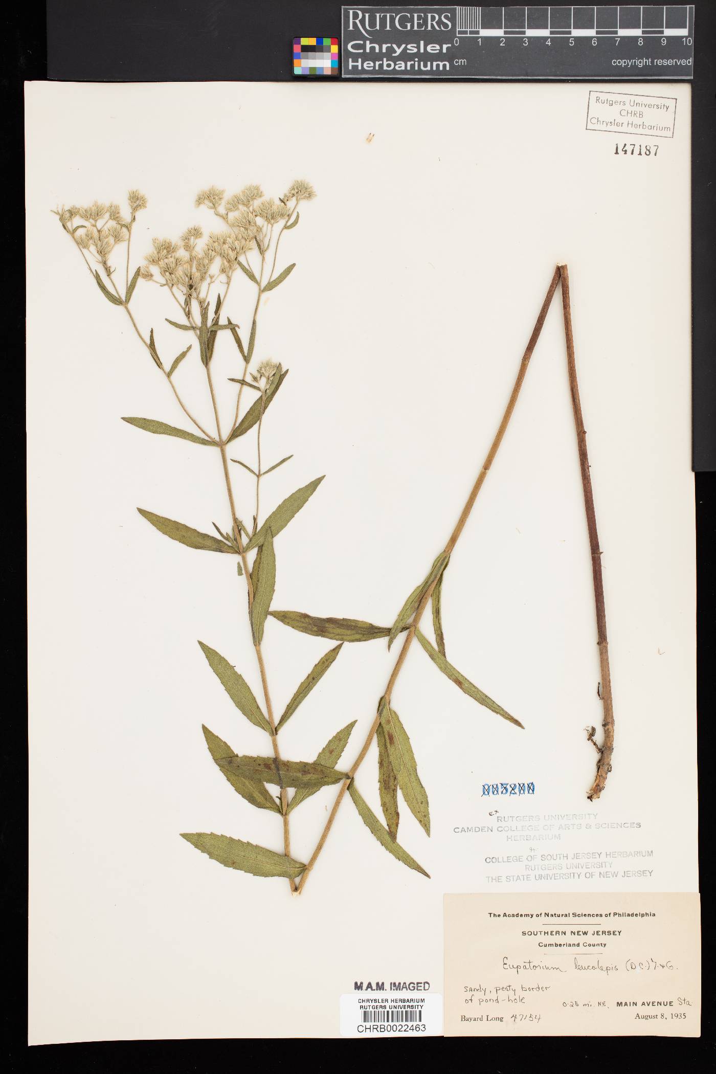Eupatorium leucolepis image