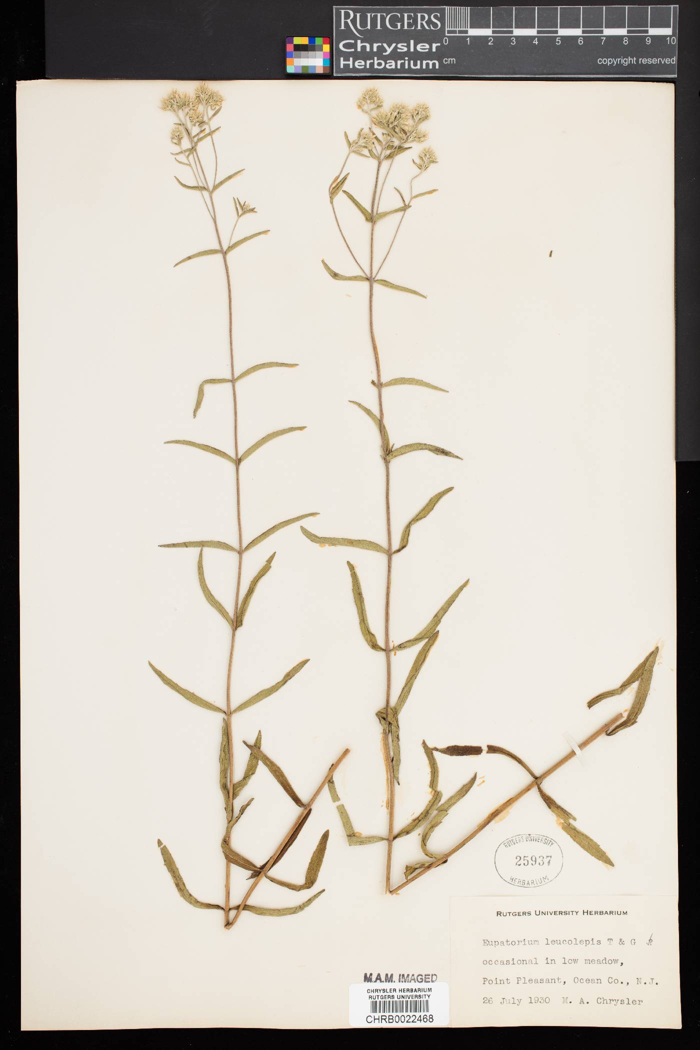 Eupatorium leucolepis image