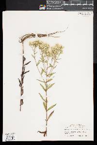 Eupatorium leucolepis image