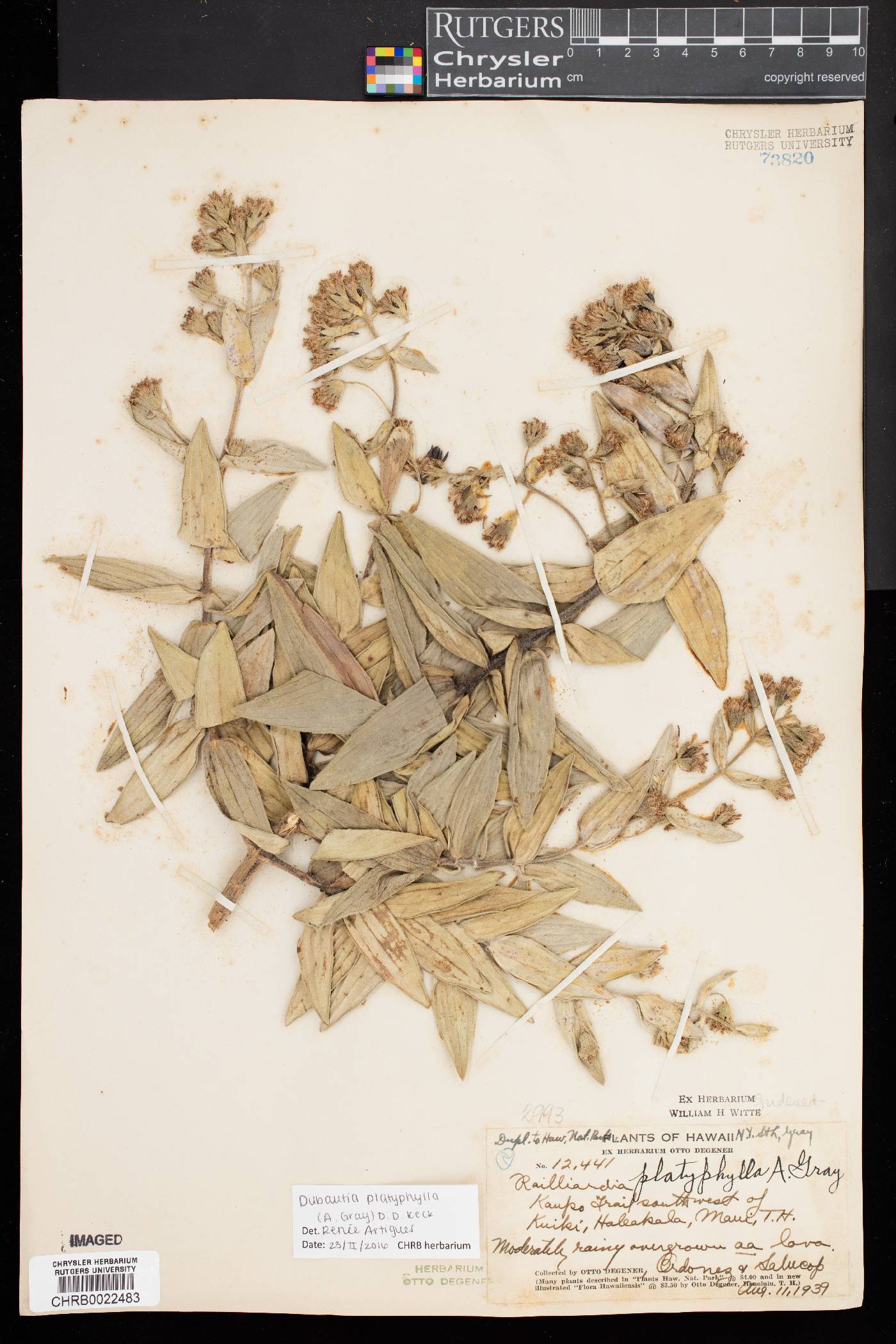 Dubautia platyphylla image