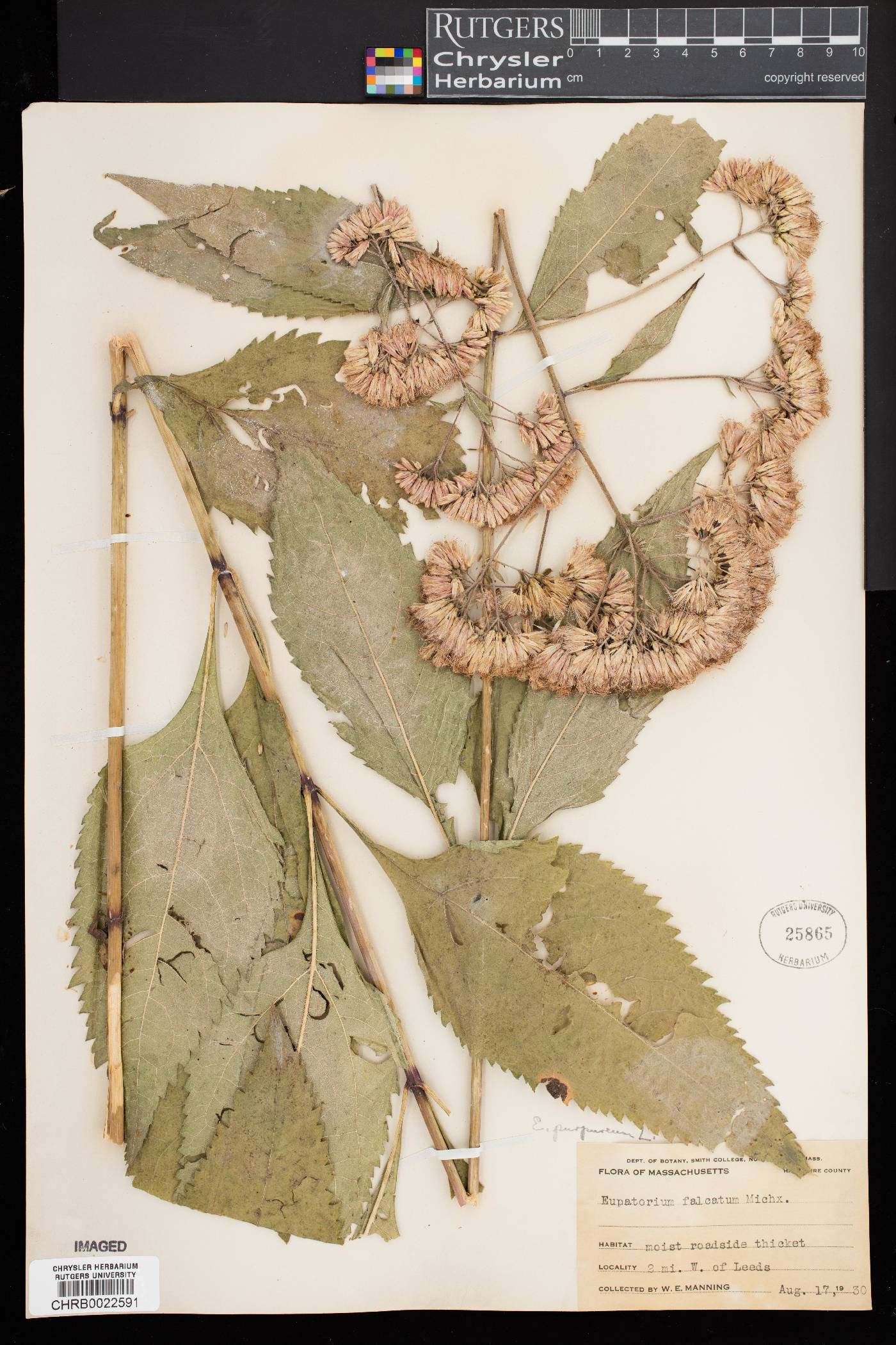 Eupatorium falcatum image