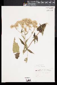 Eupatorium pilosum image