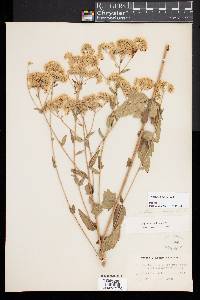 Eupatorium pilosum image