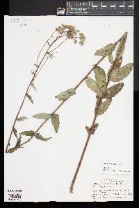 Eupatorium pilosum image