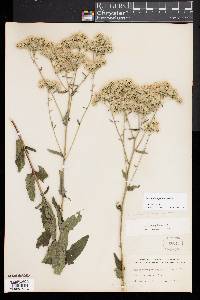 Eupatorium pilosum image