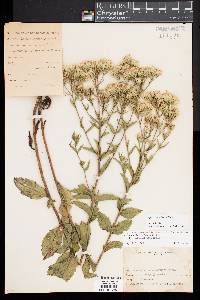 Eupatorium pilosum image