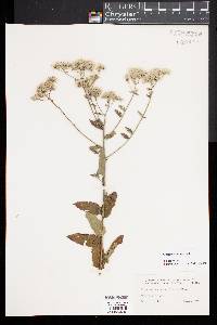 Eupatorium pilosum image