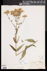 Eupatorium pilosum image