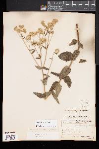 Eupatorium pilosum image