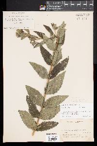 Eupatorium pilosum image