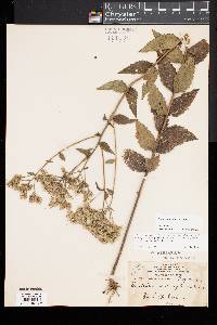 Eupatorium pilosum image