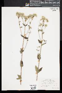 Eupatorium pilosum image