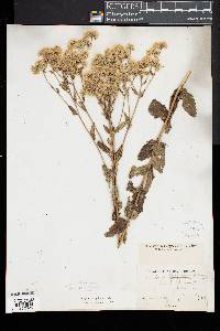 Eupatorium pilosum image